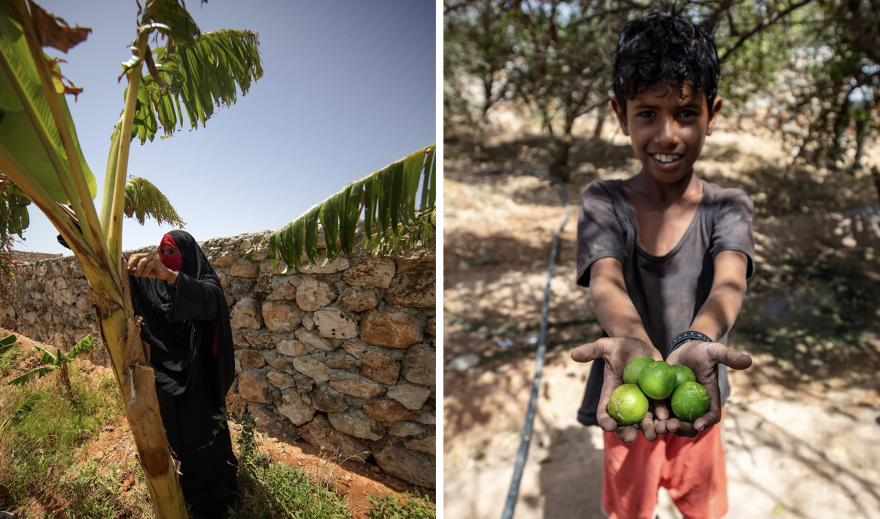 A pair of photos—woman in black and red burka by a tree, and boy in red shorts holds out some limes.