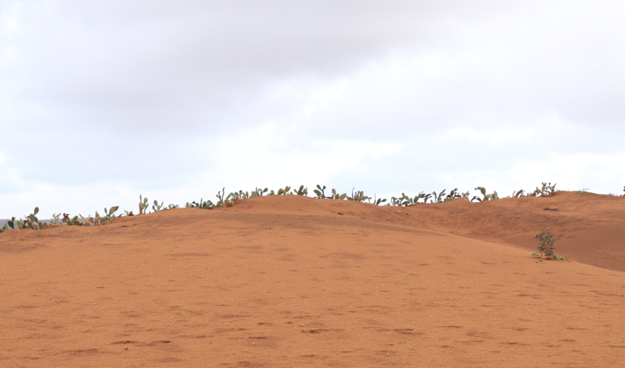 Una imagen de paisaje de dunas de arena roja/naranja con algunas plantas verdes creciendo en la parte superior.