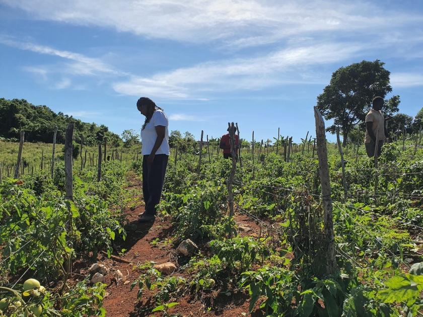 A woman harvesting a tomato crop.