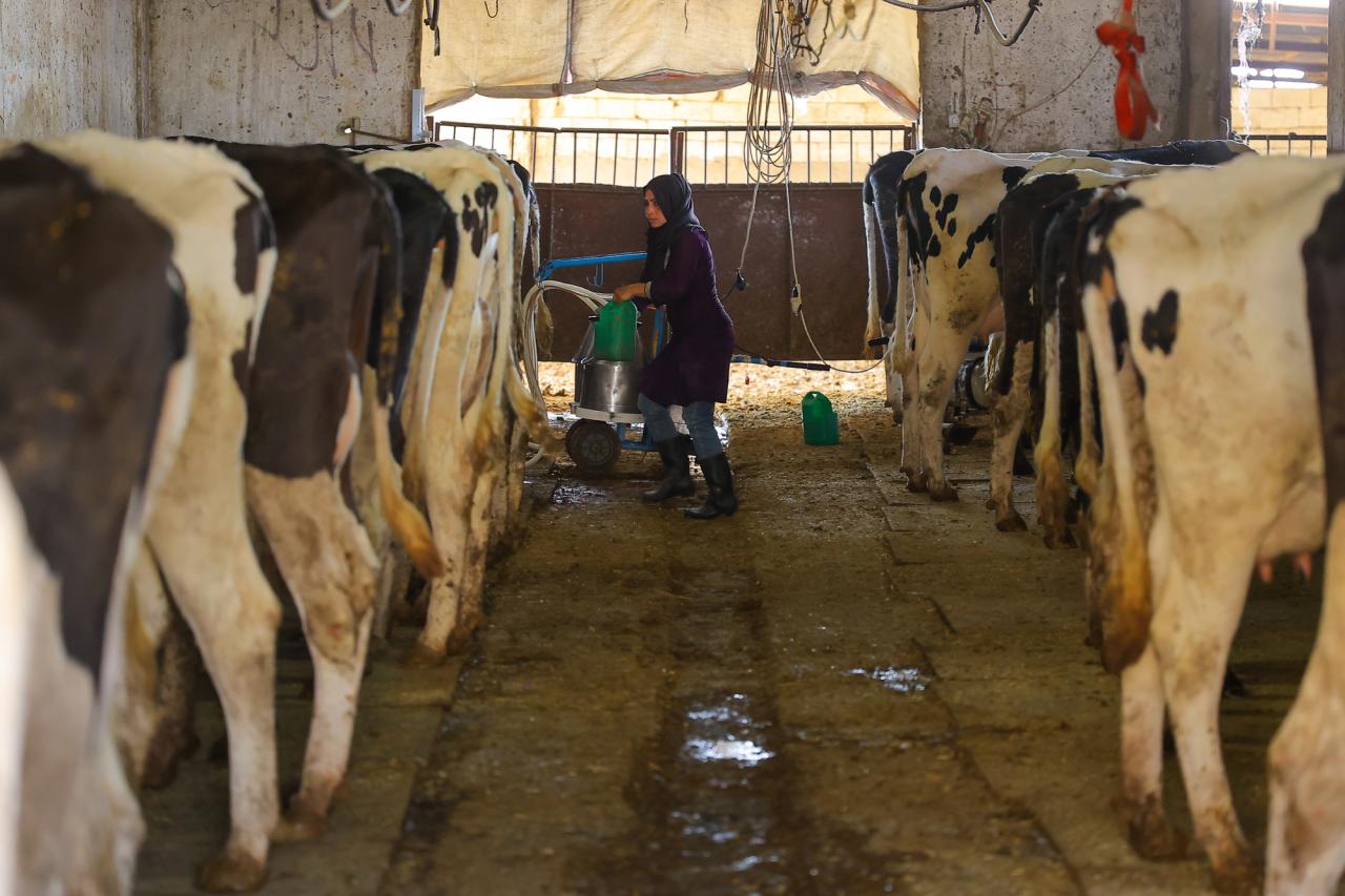Syrian woman working in a farm in the Lebanese village of Nassryet where she is currently employed. 