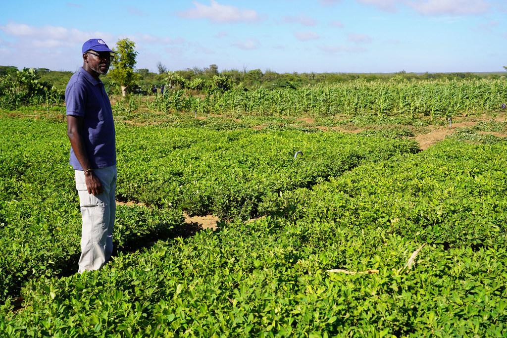 UN Madagascar/Zoe Rasoaniaina Le Coordonnateur résident des Nations Unies, Issa Sanogo, visite un champ à Amboasary Madagascar, où les arachides prospèrent grâce aux nouvelles mesures d'irrigation.