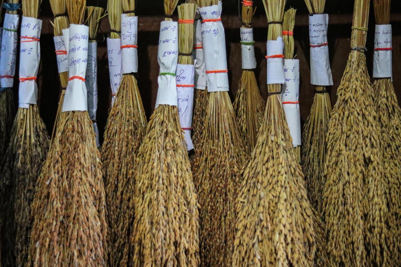 Various bunches of rice stalks are hanging upside down.