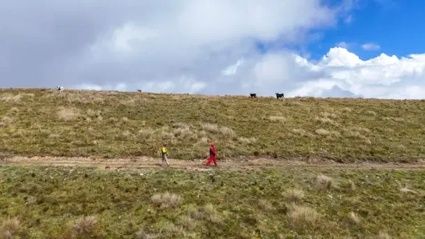 Hombres recorriendo la línea de defensa, animales atrás