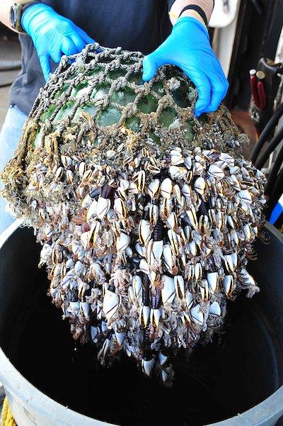 Seashells on a buoy