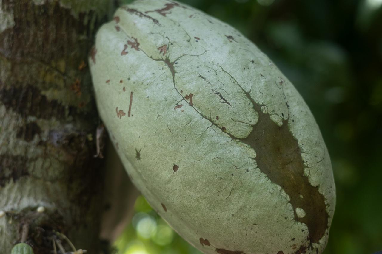 Cocoa bean