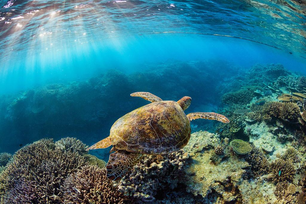Une tortue nage lentement dans la mer.