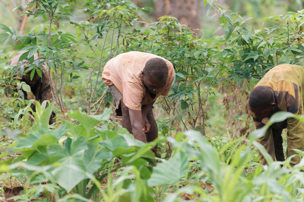 PULCCA program