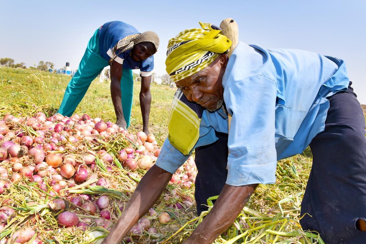 Deux agriculteurs camerounais travaillent dans un champ.