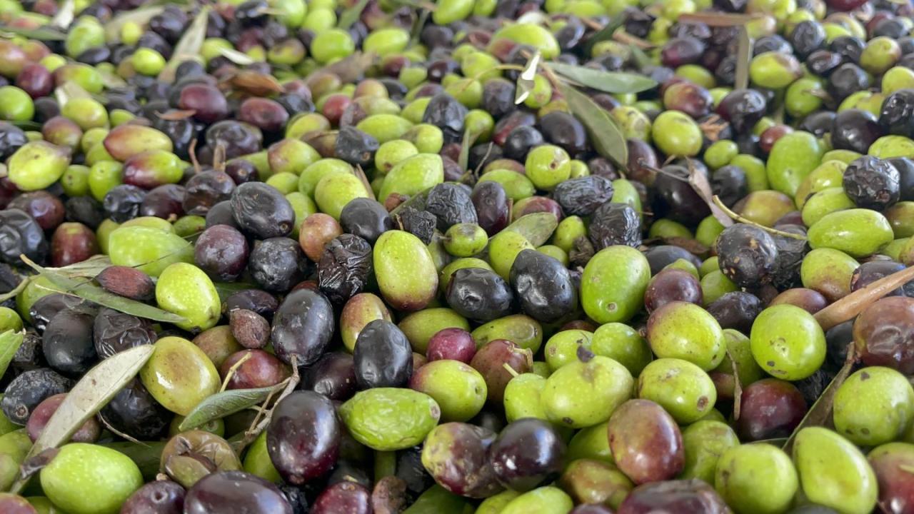 Black and green olives in Albania