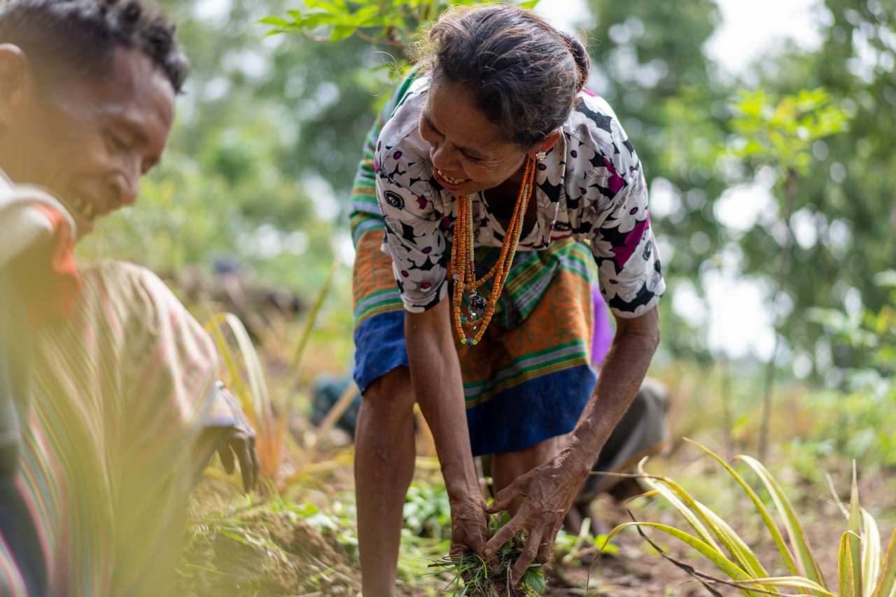 Two farmers in Timor-Leste plant crops.