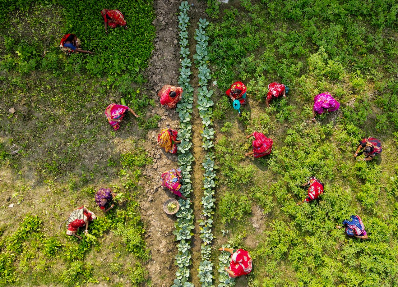 Women in Bangladesh work in a field.
