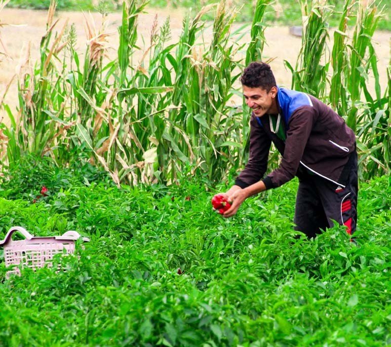 Un agriculteur en Algérie.