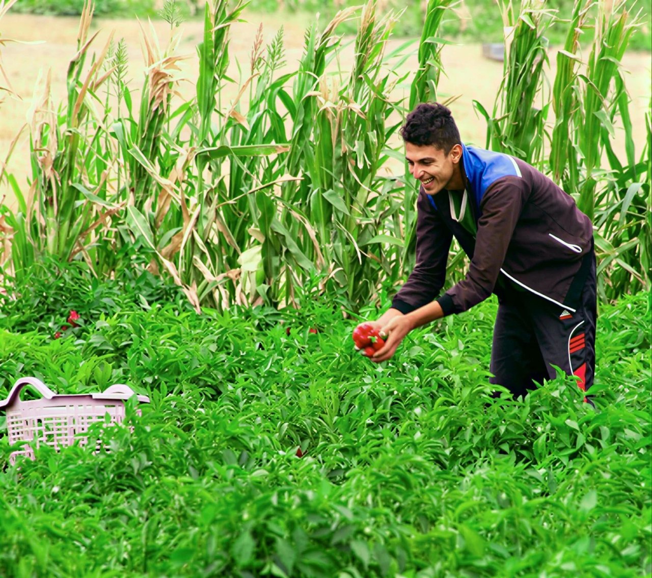 A farmer in a green land 