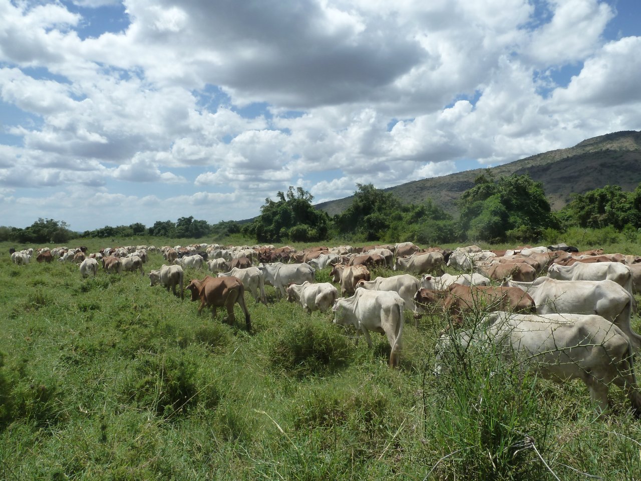A herd in Kenya.