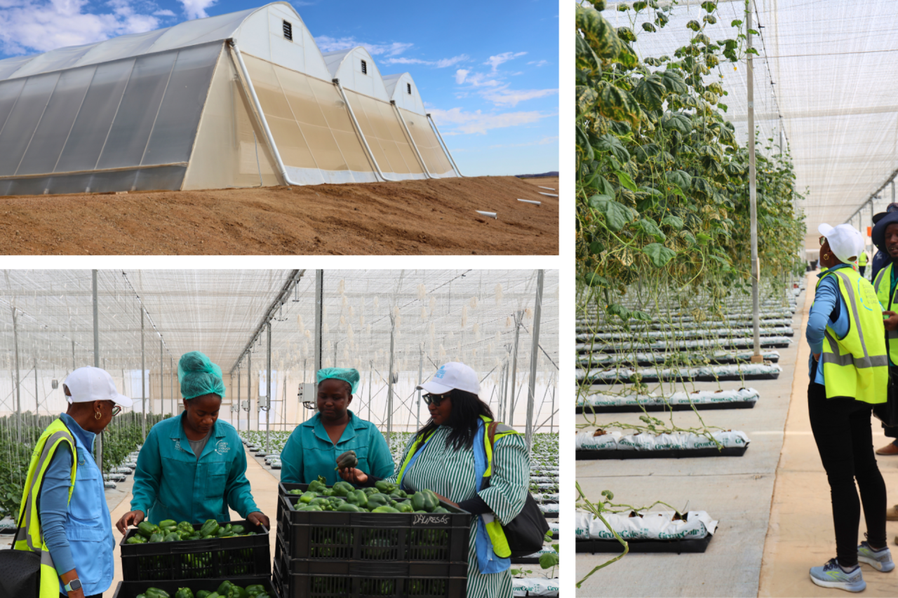 Three photos of a green project in Namibia.