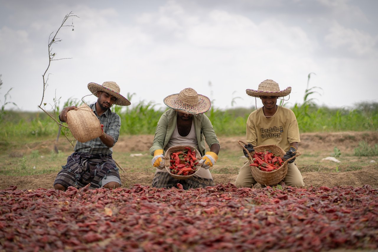 Three farmers in Yemen.