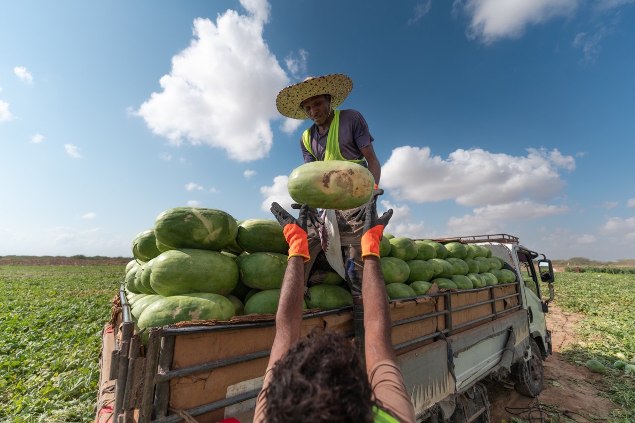 Farmers in Yemen.