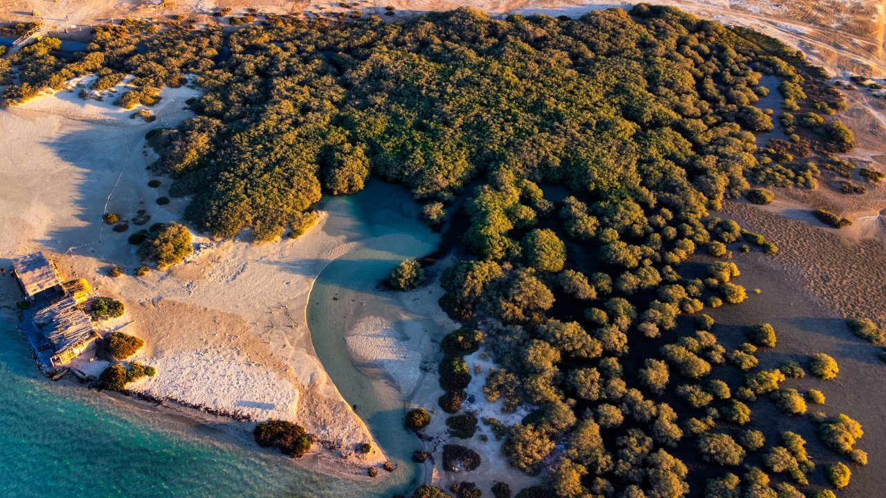 An aerial shot of a lush forest.