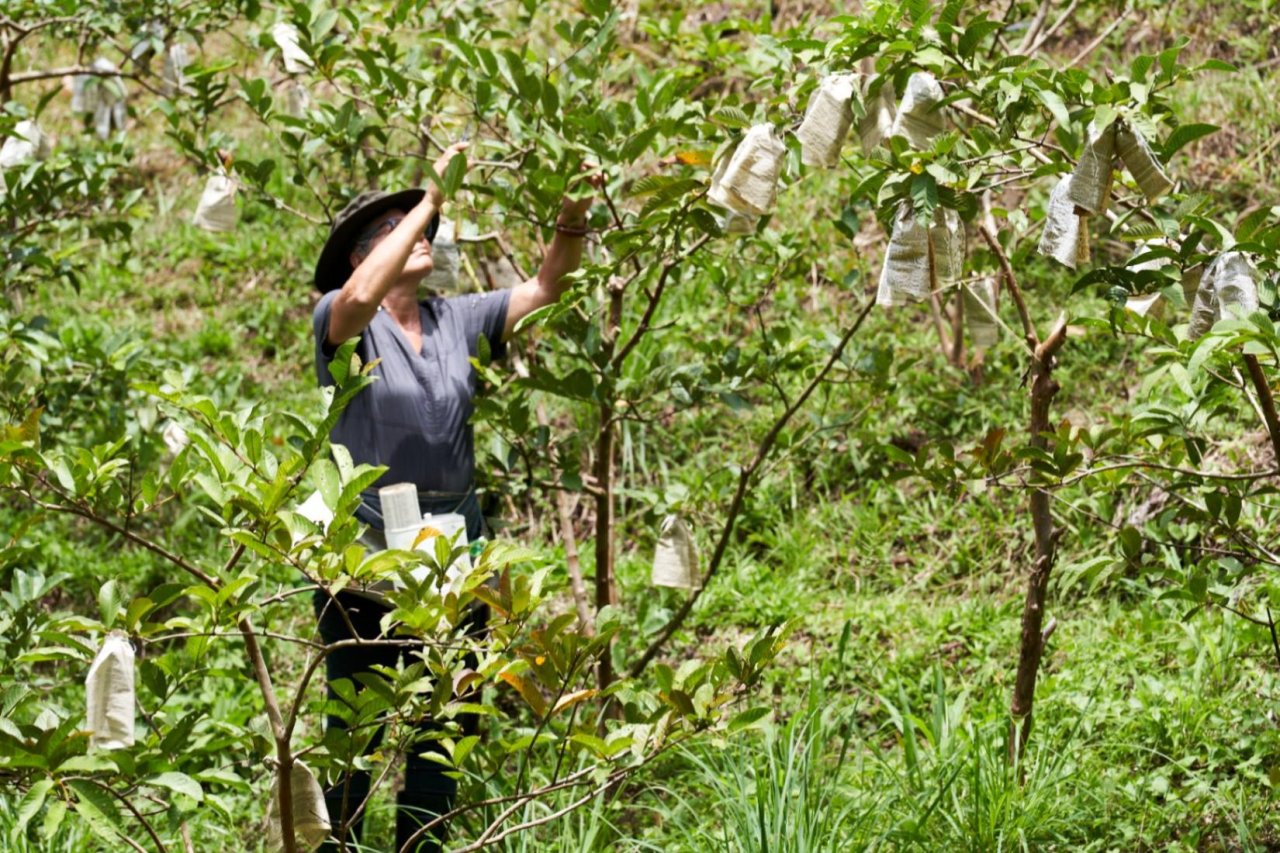 Una mujer trabaja entre árboles frutales cuyos frutos están protegidos con bolsas de papel.