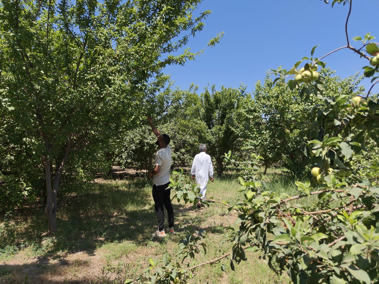 Two men in Iraq work in an orchard.