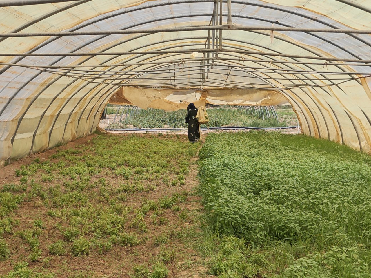 A woman in Iraq works in a greenhouse.