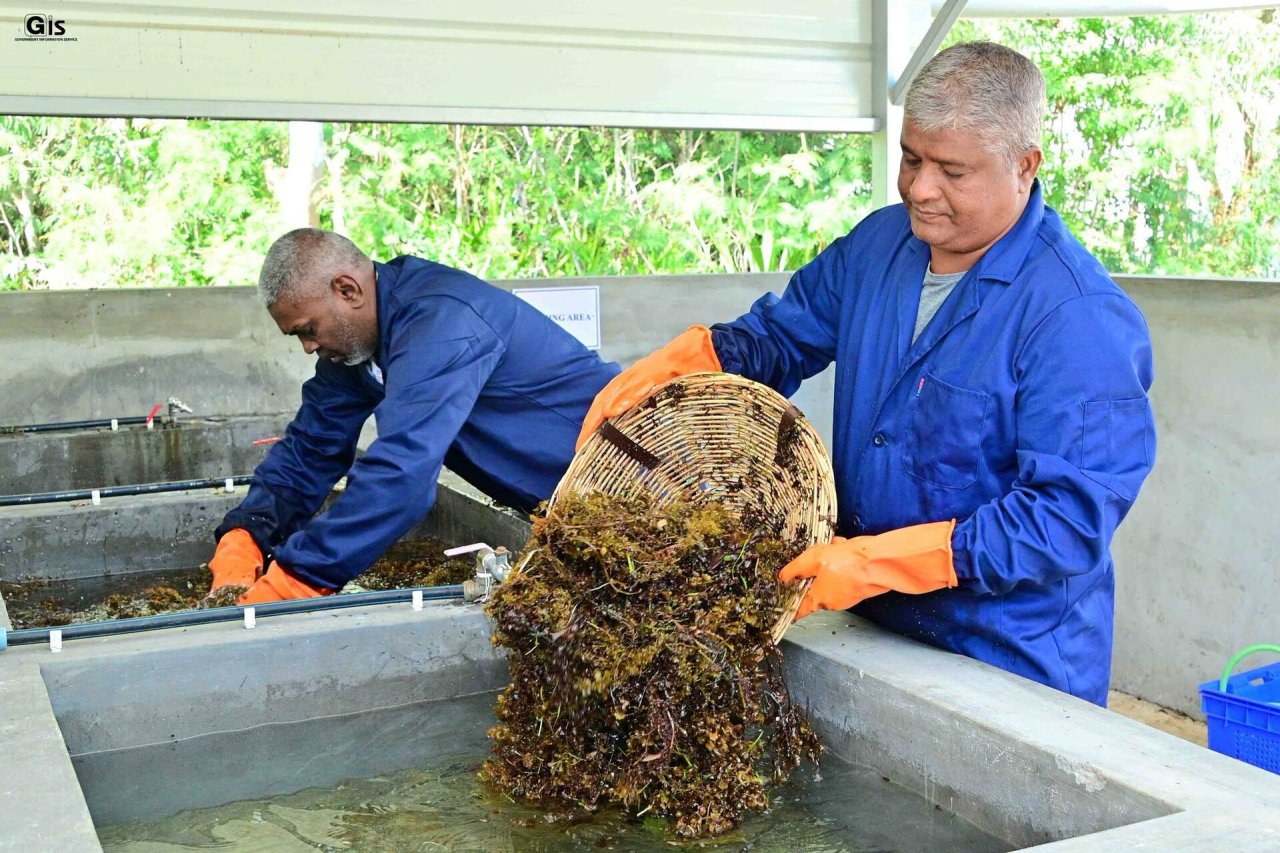 Two men in Mauritius process seaweed to be used for bio-fertiliser.