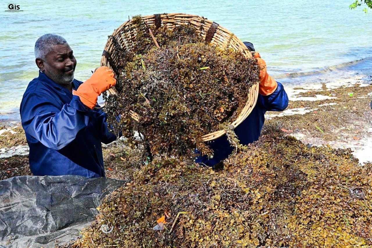 Two men collect seaweed in Mauritius.