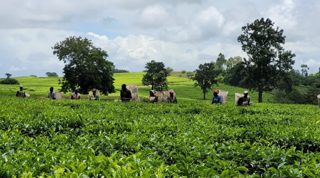 Farmers working in a field in Malawi.