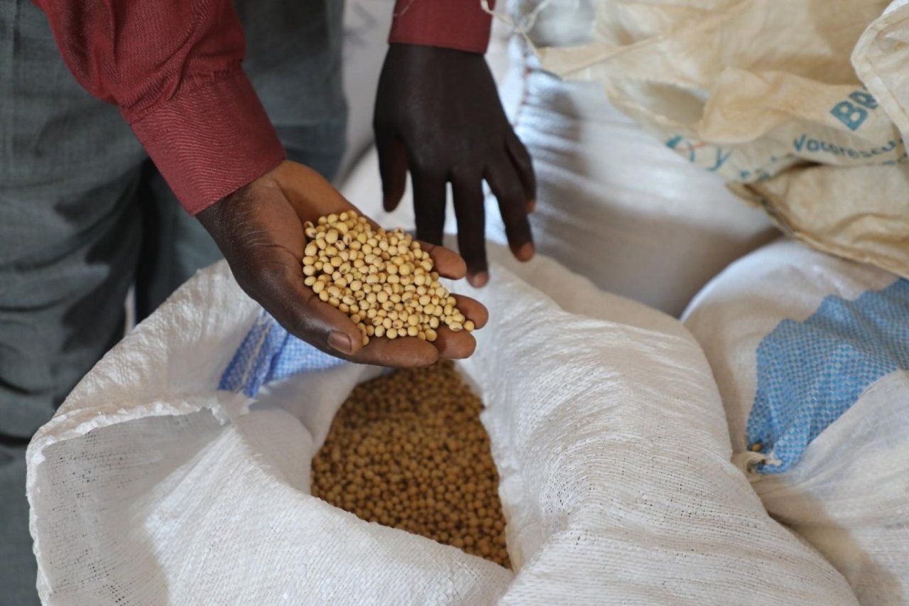 A hand holding soybeans.