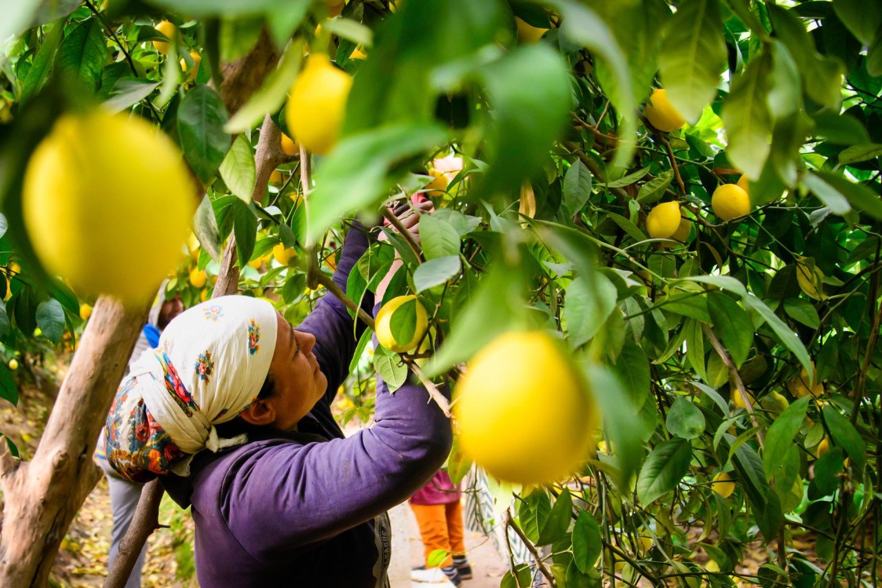 A woman farmer works in a lemon farm in Tajikistan.