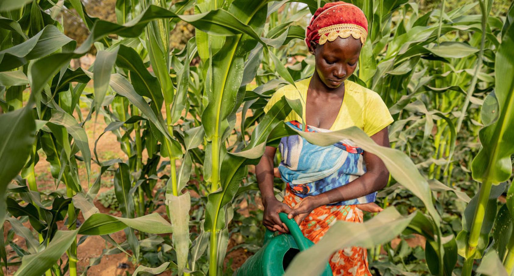 A woman carrying a sleeping baby, waters crops as she stands in the middle of tall green crops.
