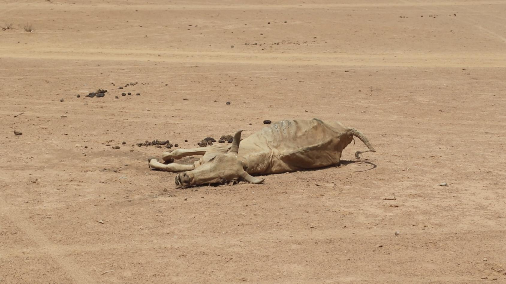 A dead cow carcass lying in a desert.