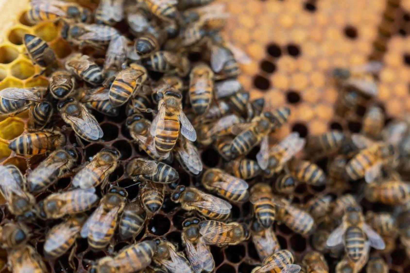 Close-up of hundreds of bees in a hive.