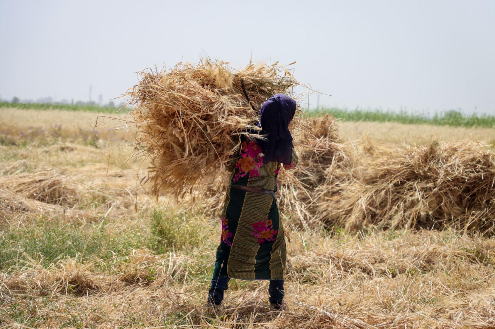 A Deir Ezzor, en Syrie, au milieu d’un champ, une jeune fille porte une botte de foin sur les épaules avec difficulté.