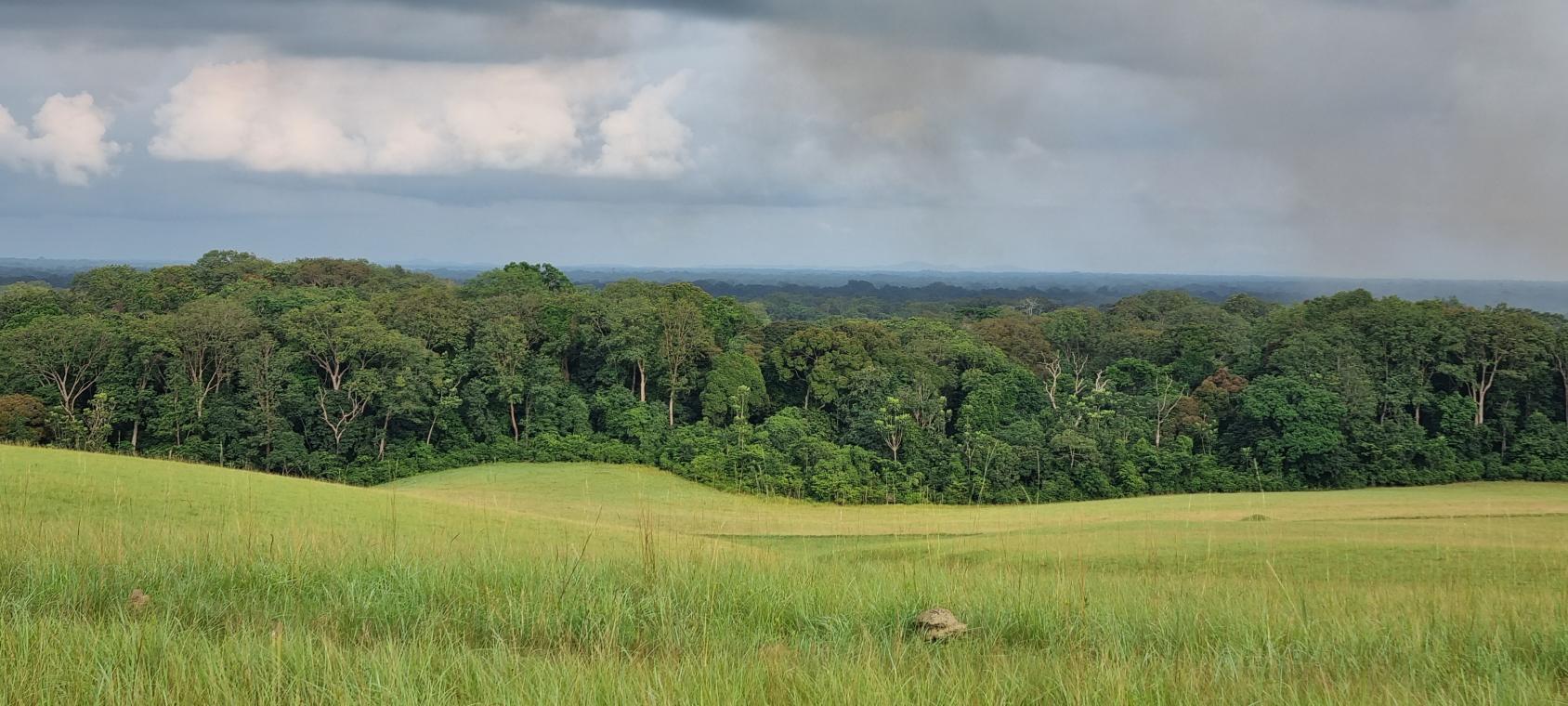 A green field and a forest in the backdrop. 