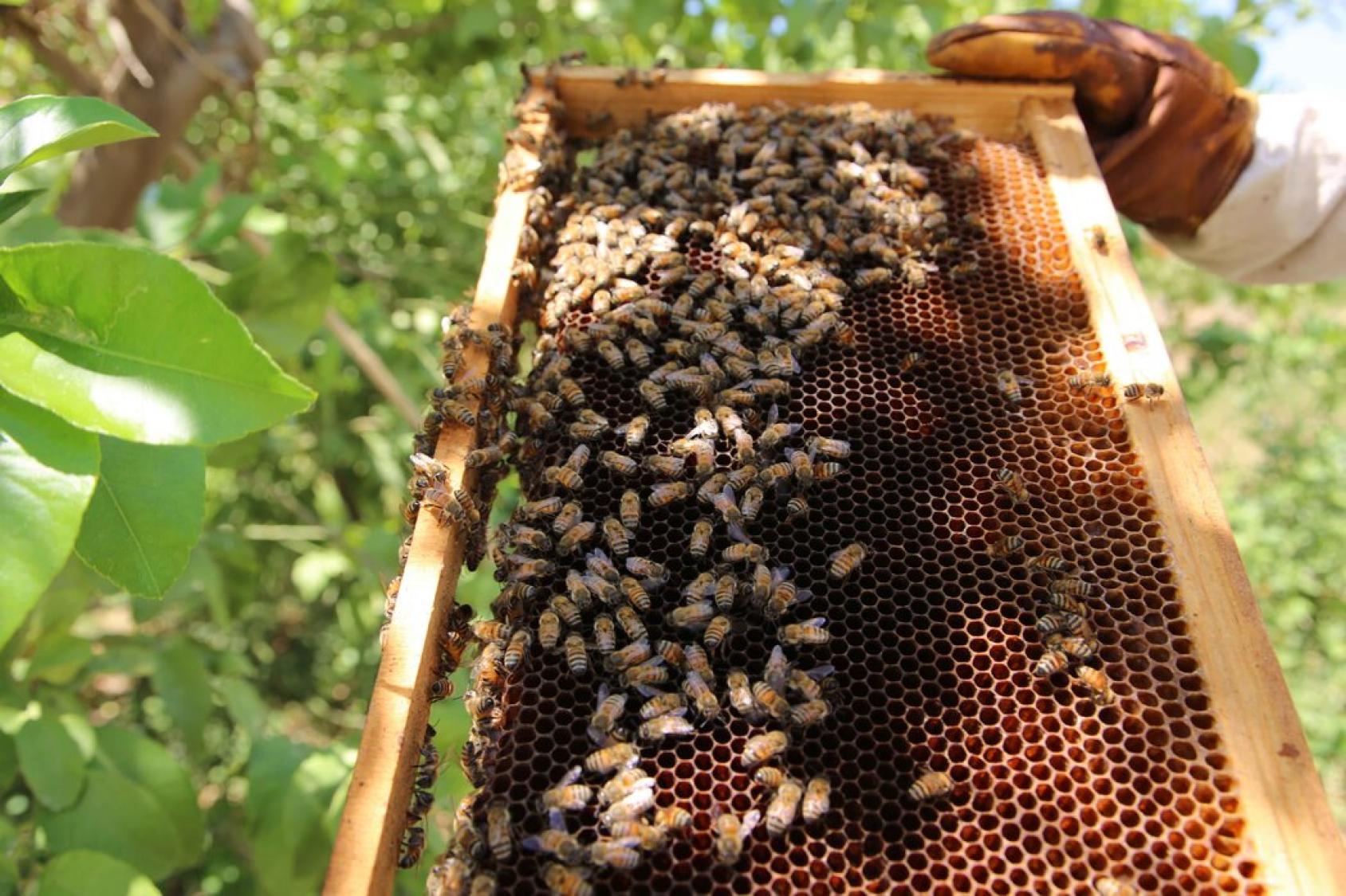 Close-up of a hand holding a beehive.
