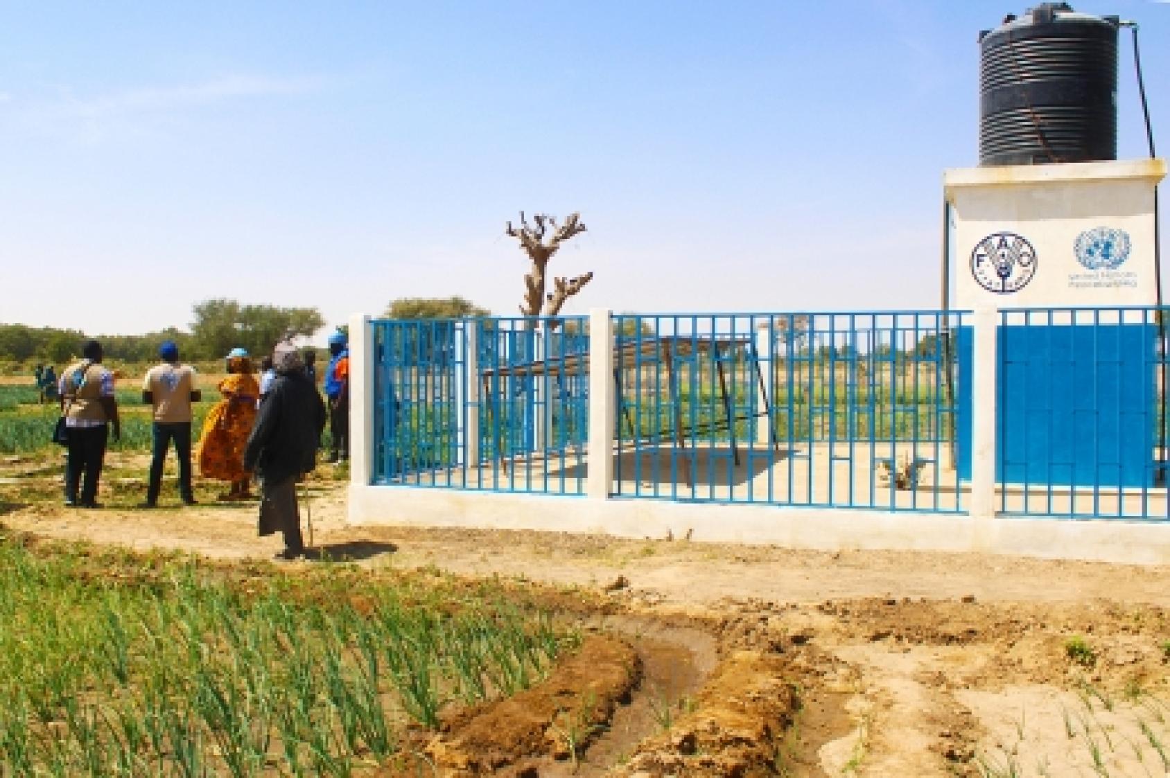مجموعة من الأشخاص في يوم مشمس أمام مبنى تابع لمنظمة الفاو في الكاميرون، وسط أحد الحقول.