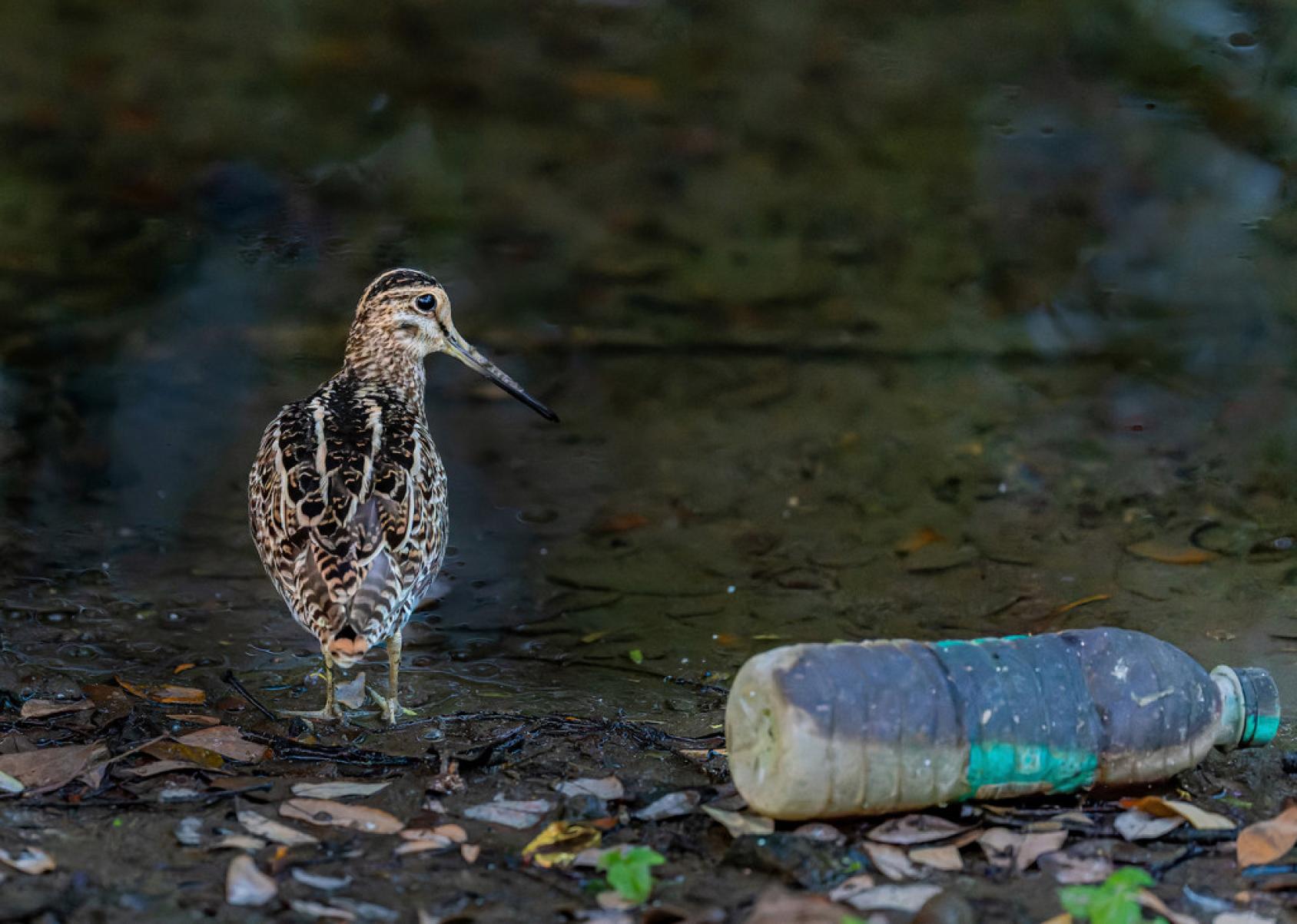 Los residuos plásticos se acumulan en las islas más remotas tras ser arrastrados por las corrientes oceánicas desde las costas continentales.