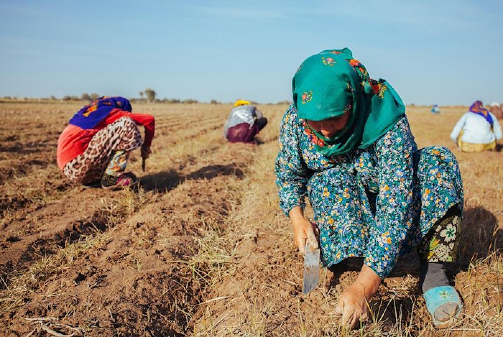 A woman in a green dress bending over crops in a dry farm