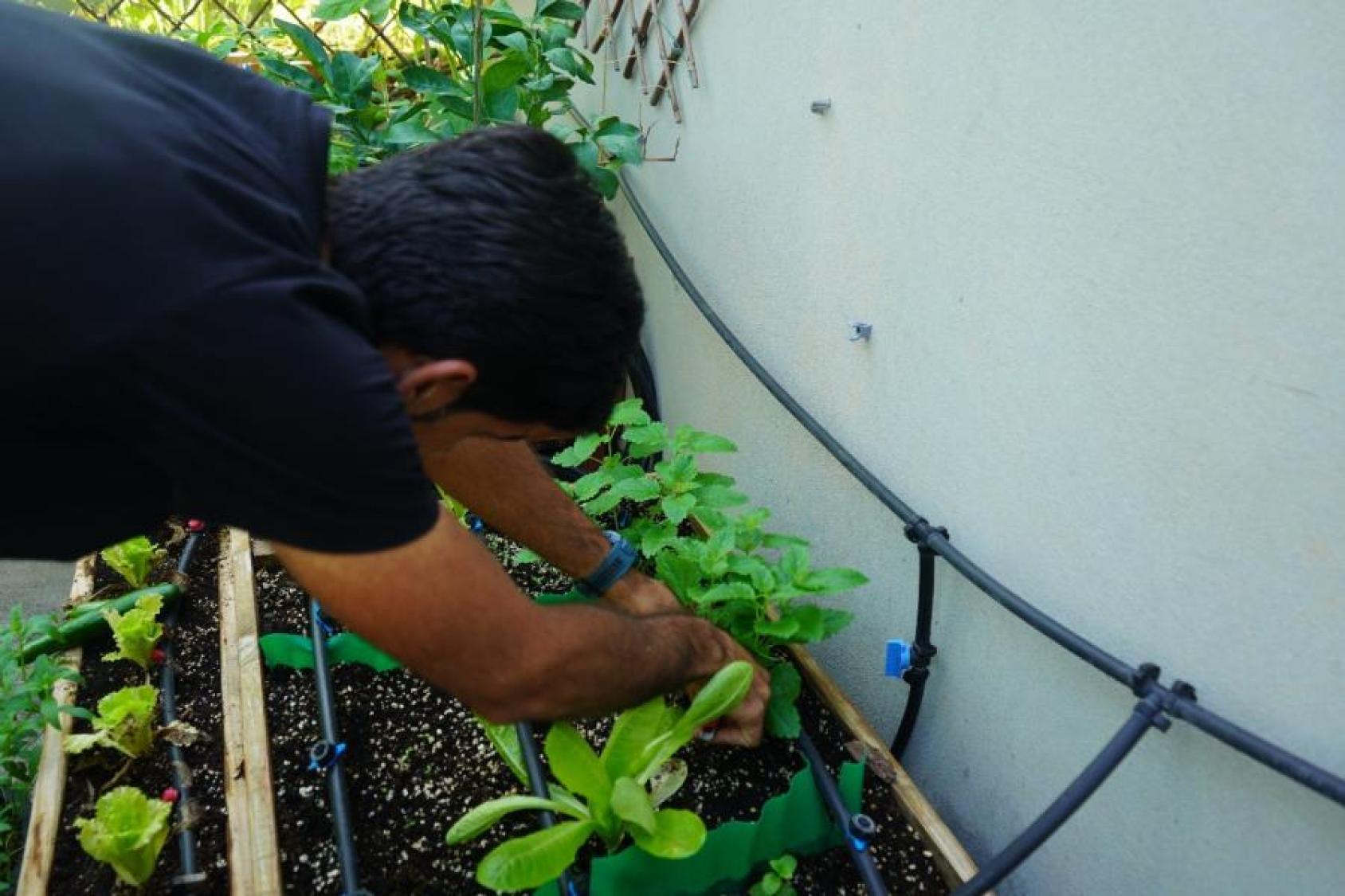 A man works on his rooftop garden