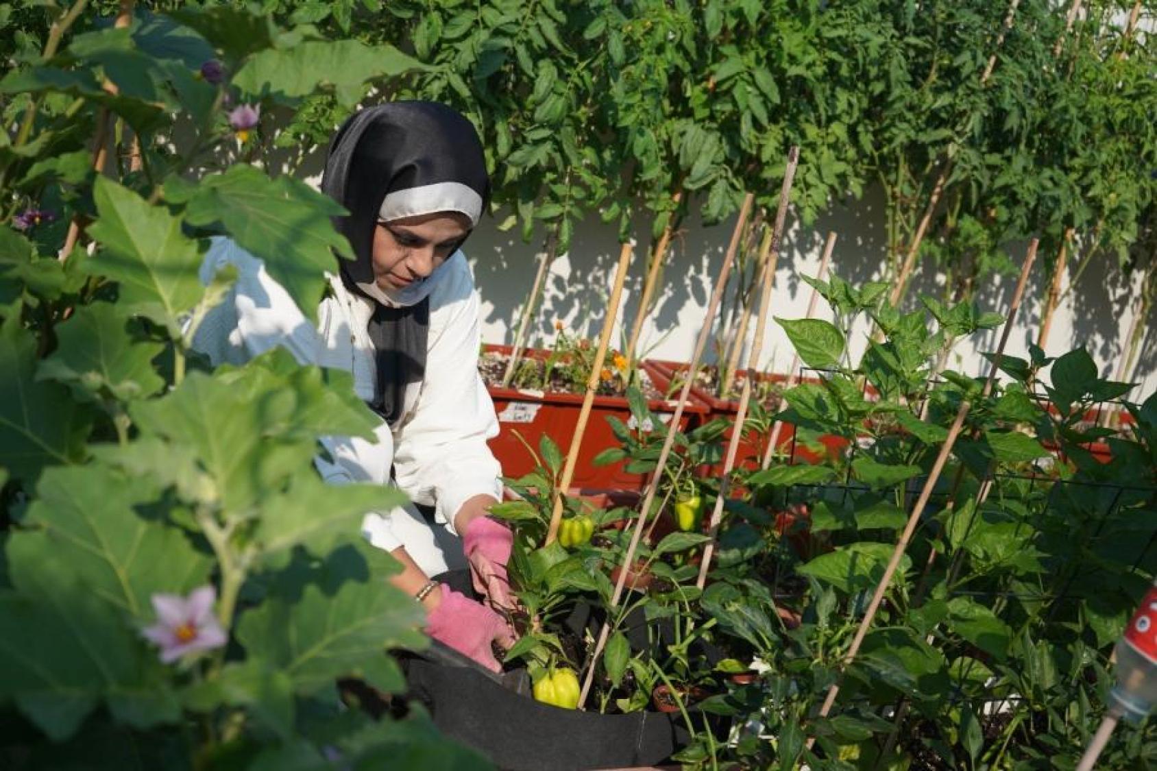 A woman gardens in the sun.