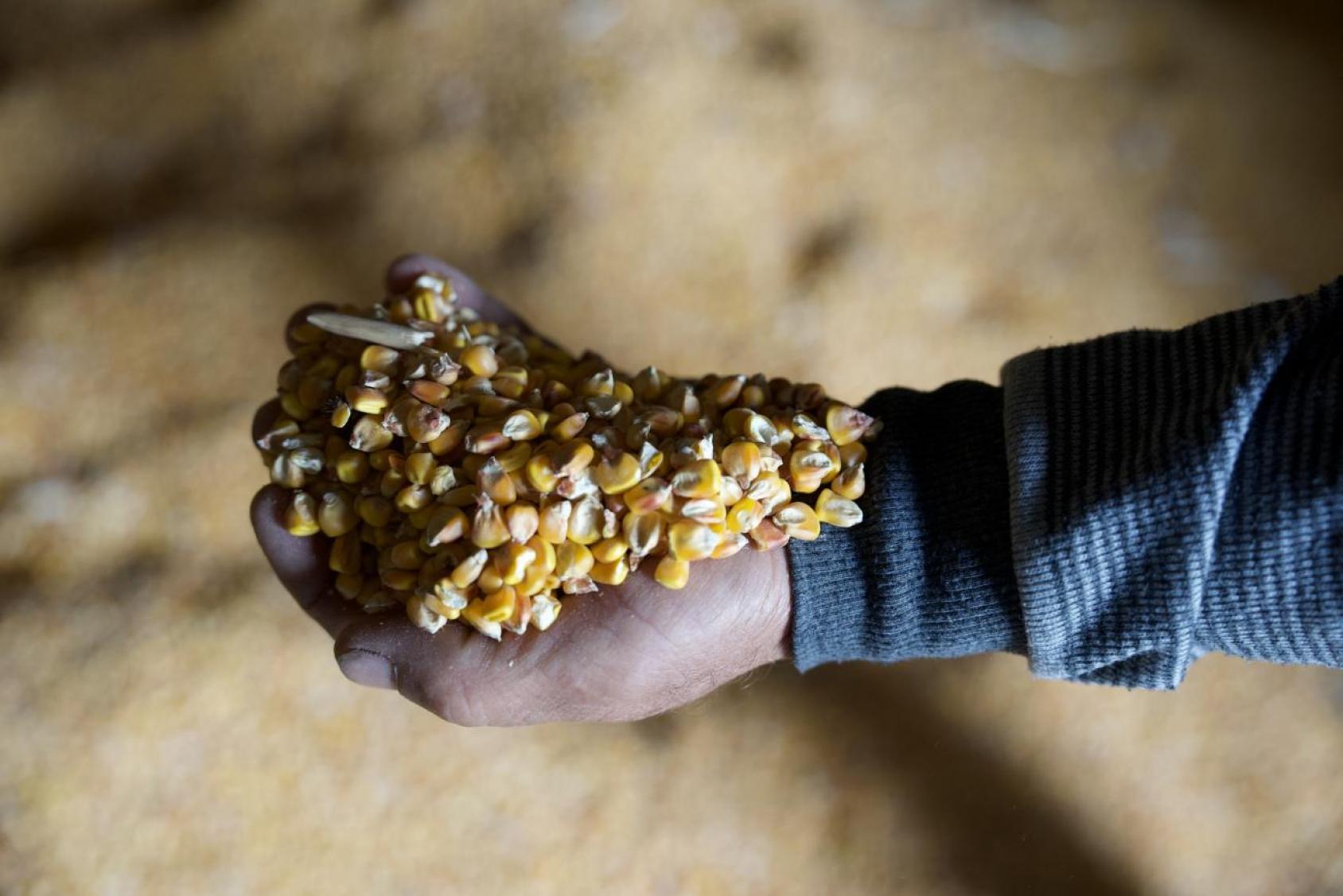 A hand of a man in a blue shirt holding out a fistful of grain