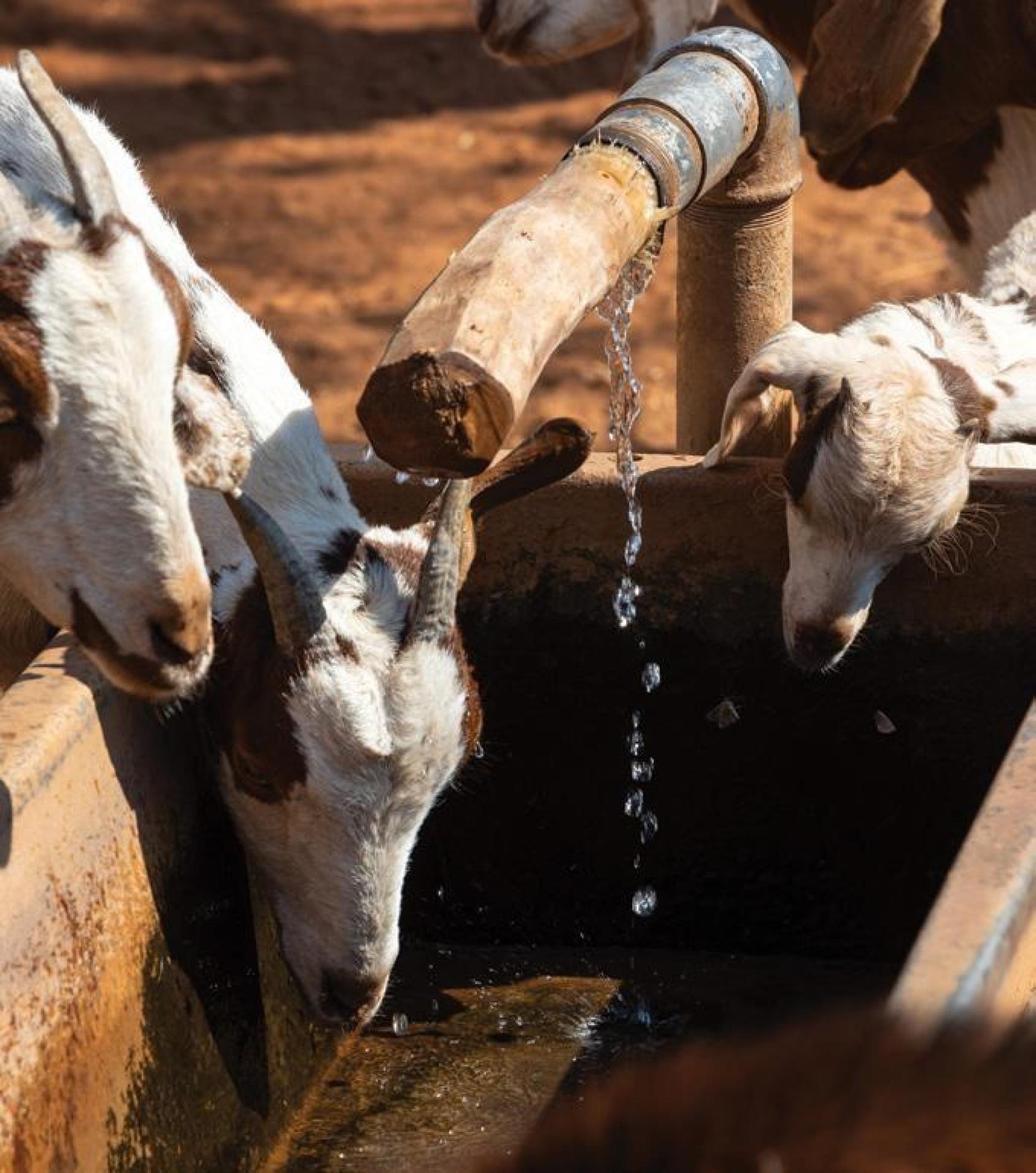 Three goats gather around a pipe that slowly trickles water in Namibia