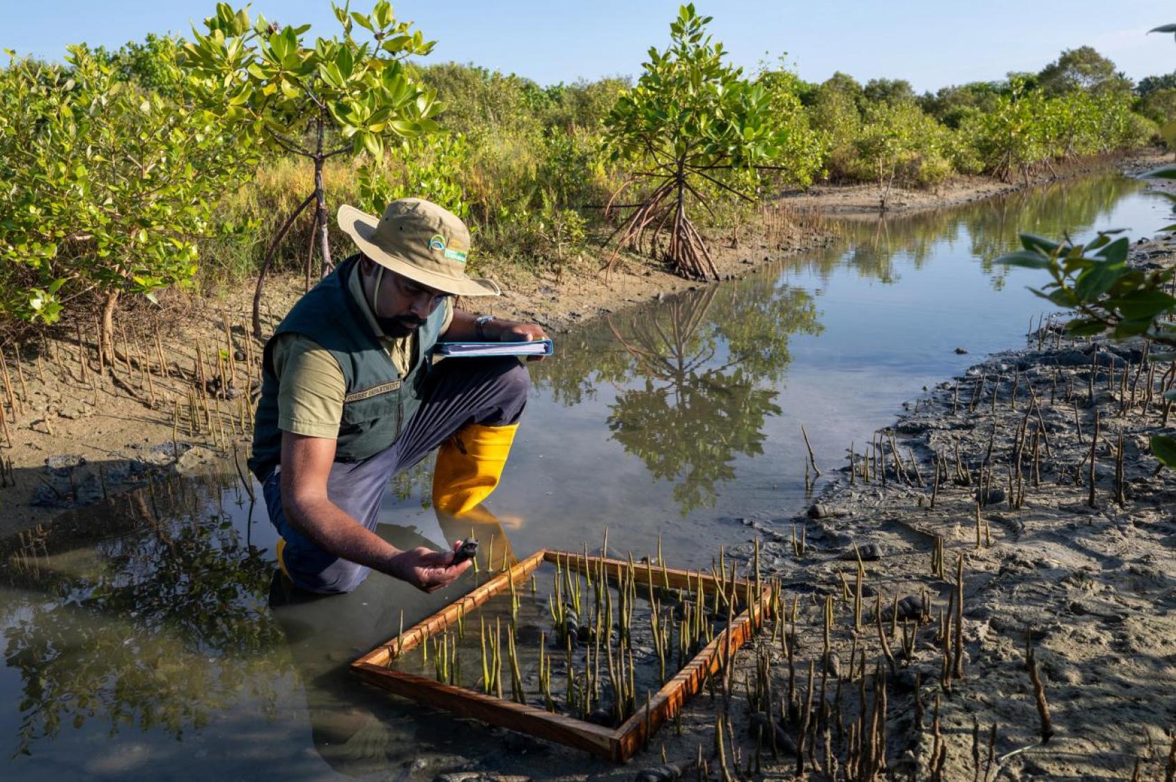 A man in boots and a hat kneels in the mud in a mangrove forest, appearing to be planting small green saplings in a wooden box.