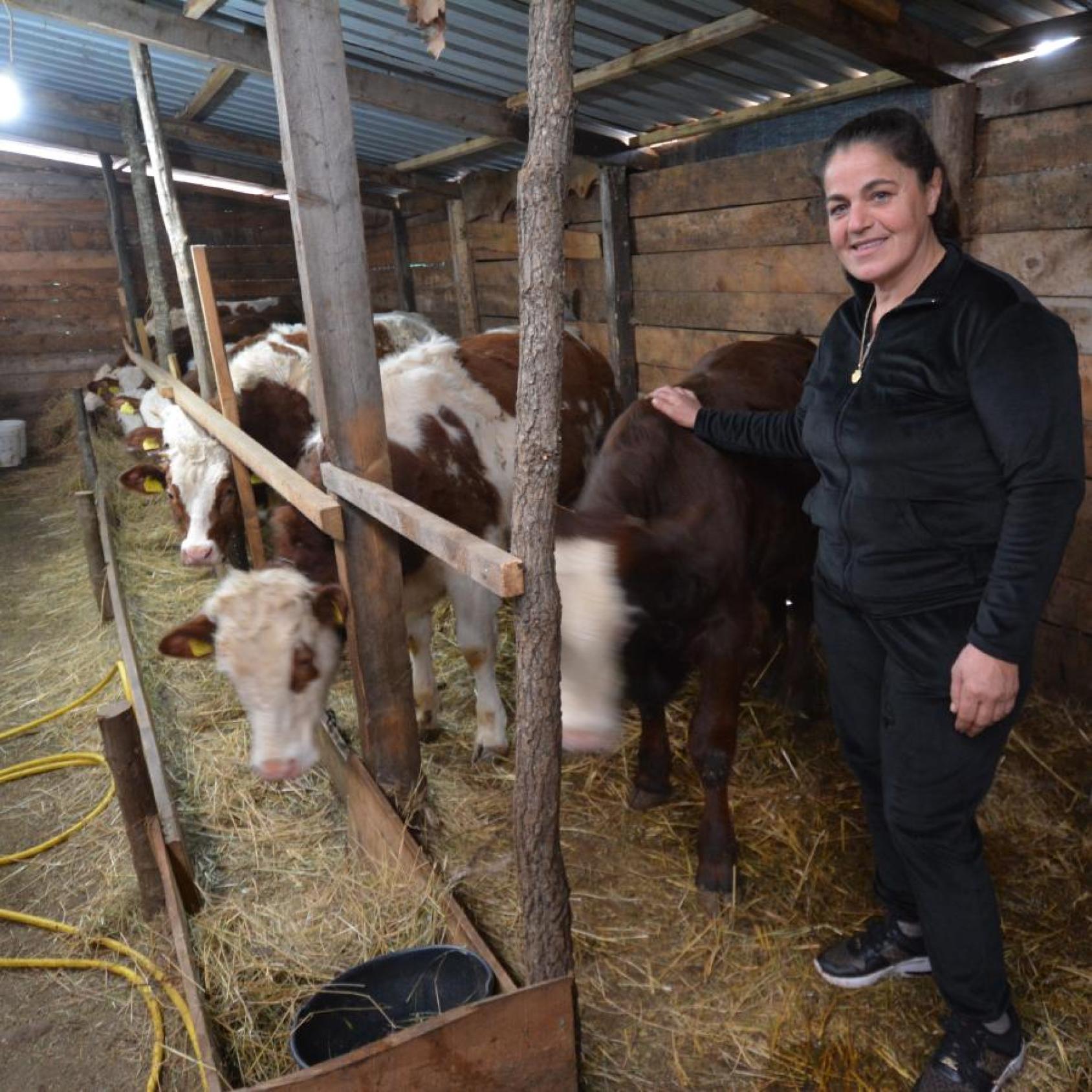 A woman in a black shirt stands next to three brown cows in a shed with hay on the ground