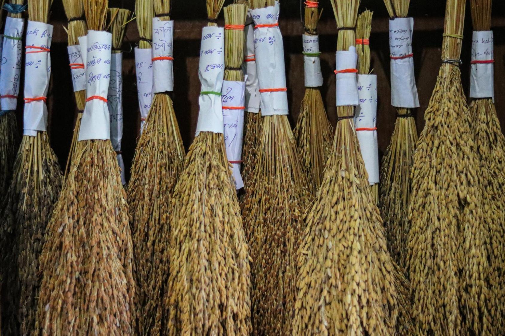 Various bunches of rice stalks are hanging upside down.