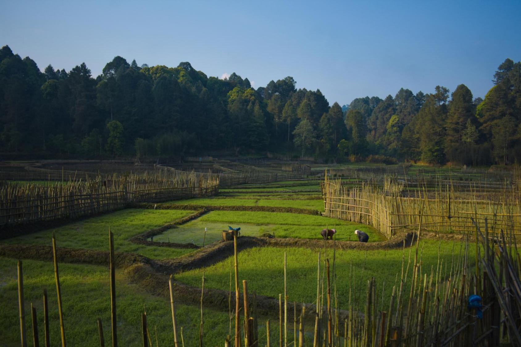 A vast green field with trees and bamboo fences.