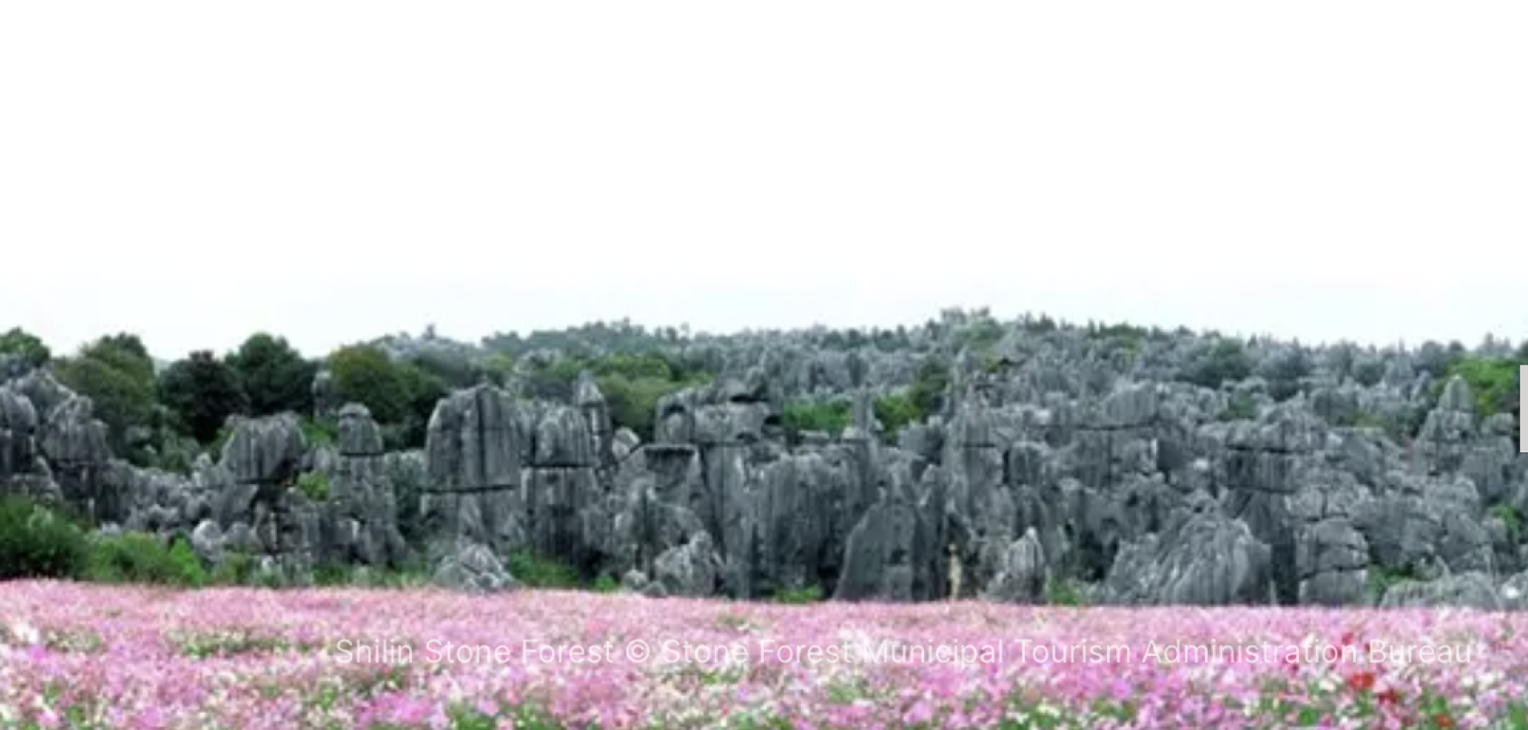 一篇粉红色的花海远处是树木