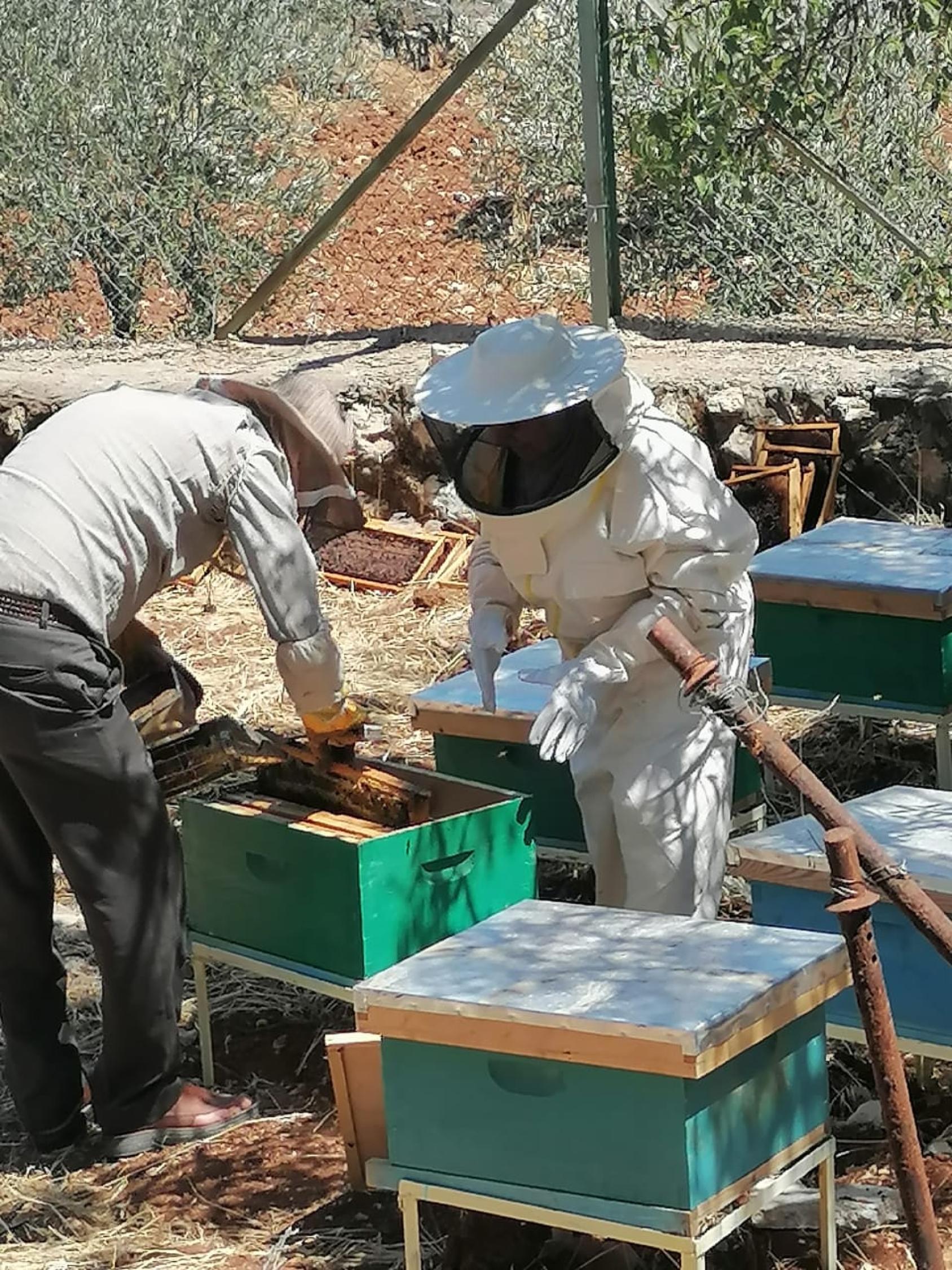 A woman in a beekeeping suit and a man in a grey uniform bend over a bunch of beehives