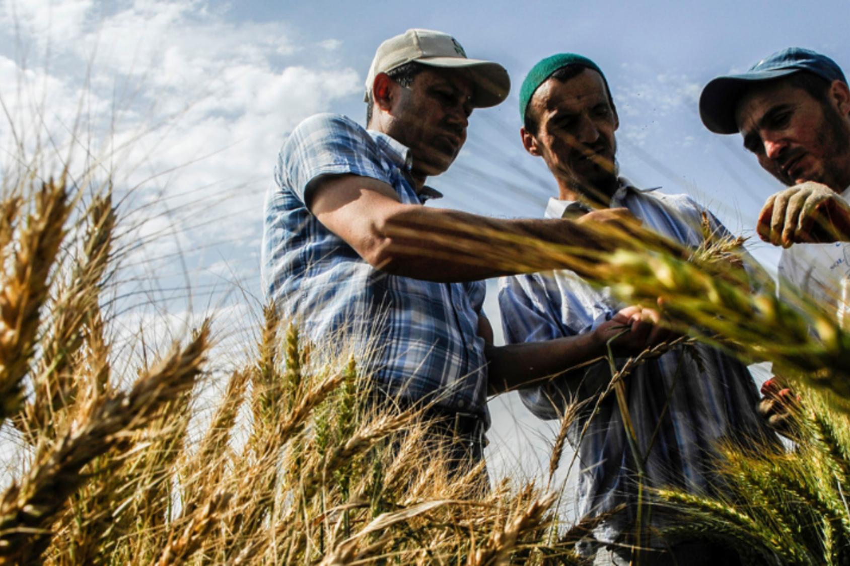 Three men are looking at wheat in a field.